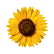 (c) Sunflower-rallye.de